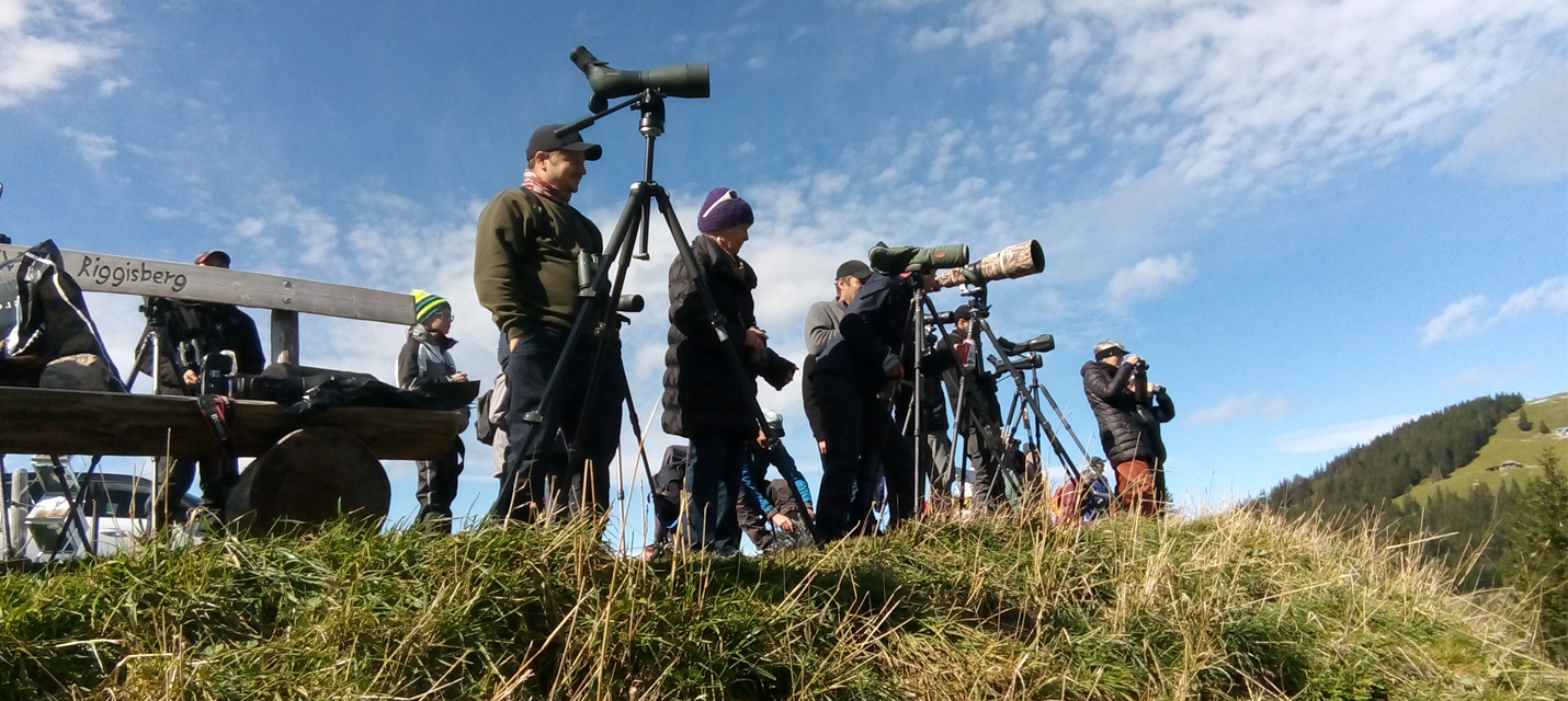 eurobirdwatch