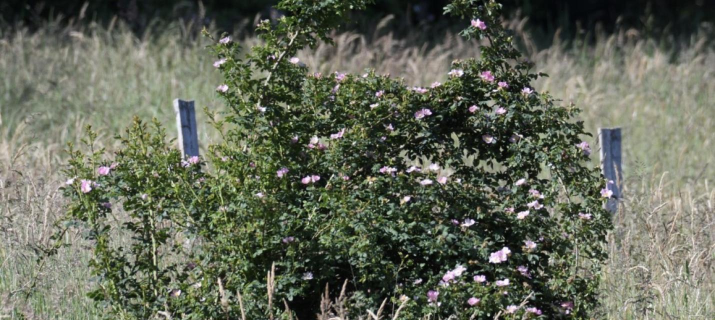 Wildrosen Obere Walch