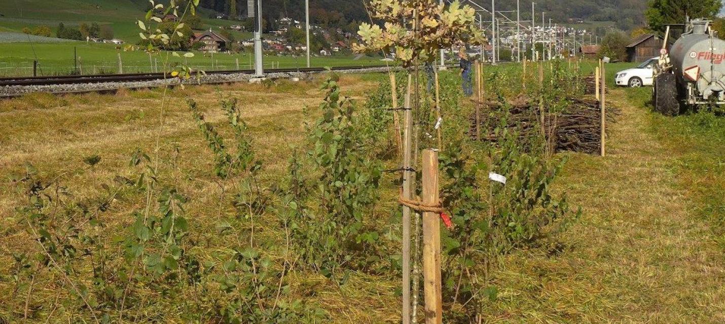 Hecke in Kaufdorf